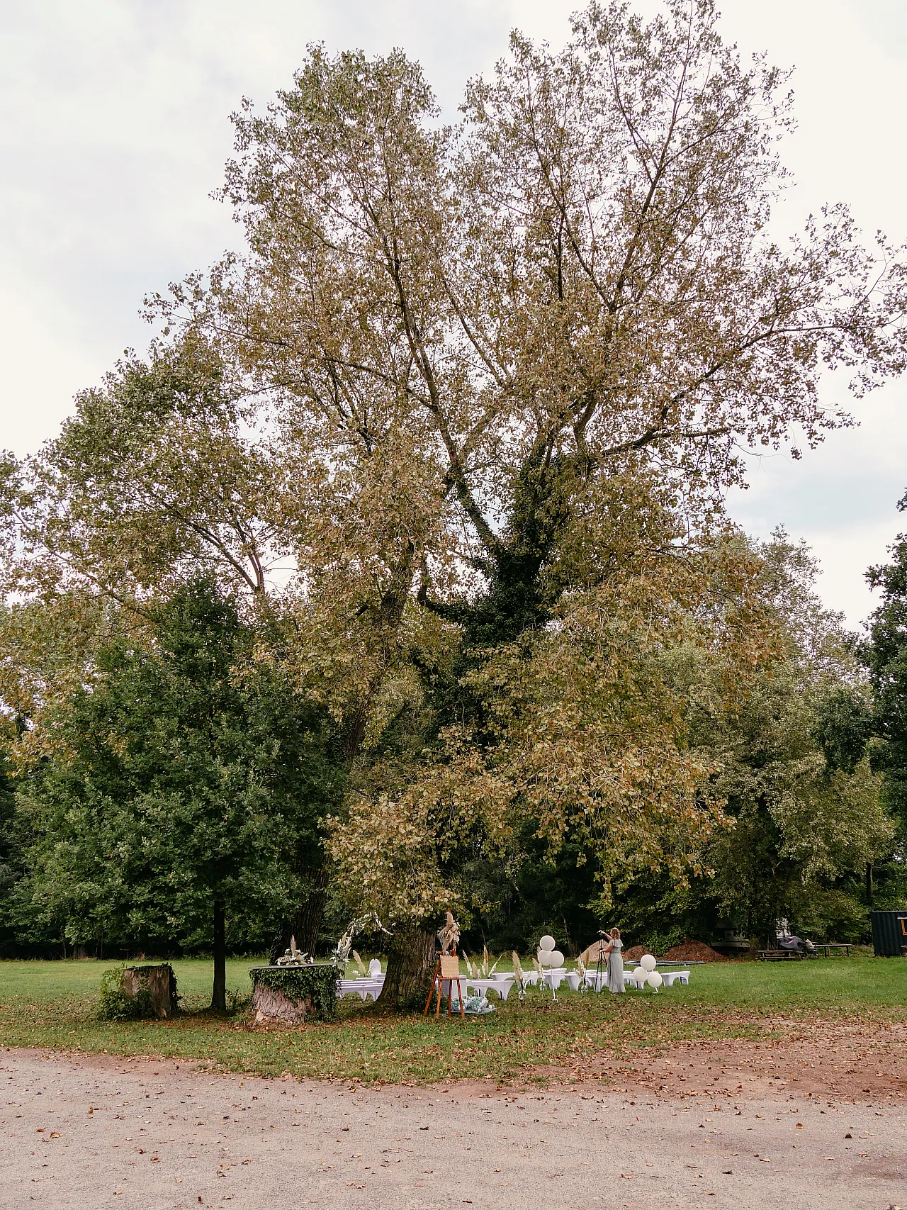 wiese-2